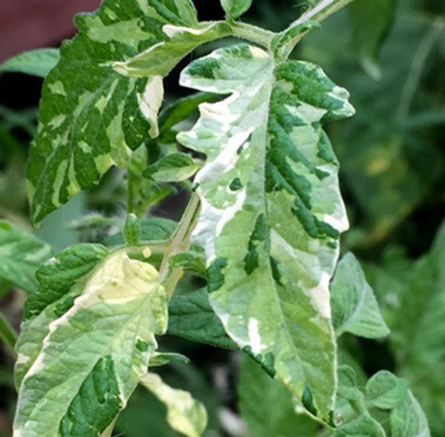 Миля лунного света (Мoonlight mile )