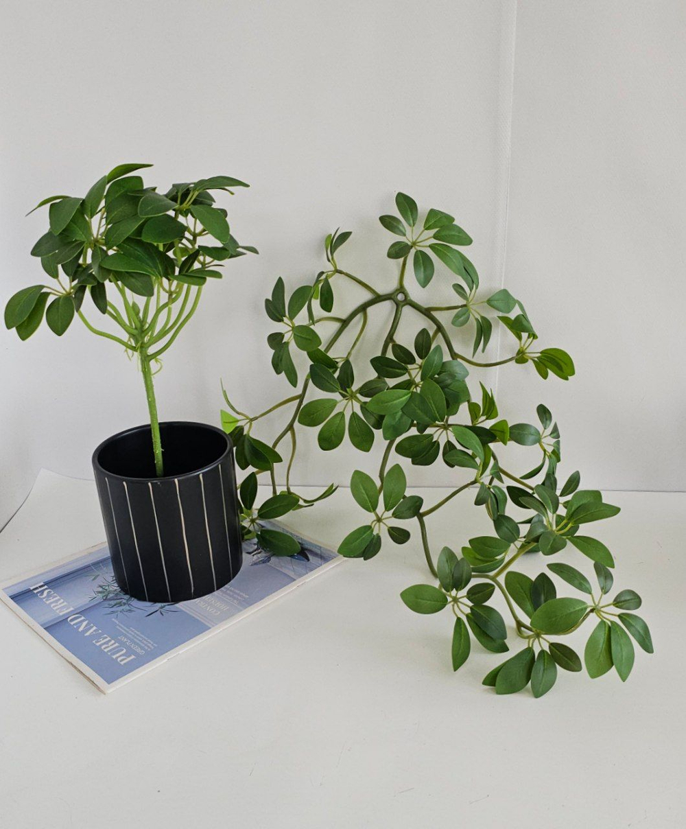 Шеффлера 1+1 / Арт 4240