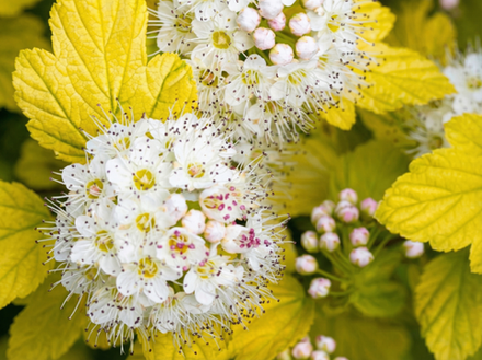 Пузыреплодник калинолистный «Angel Gold»