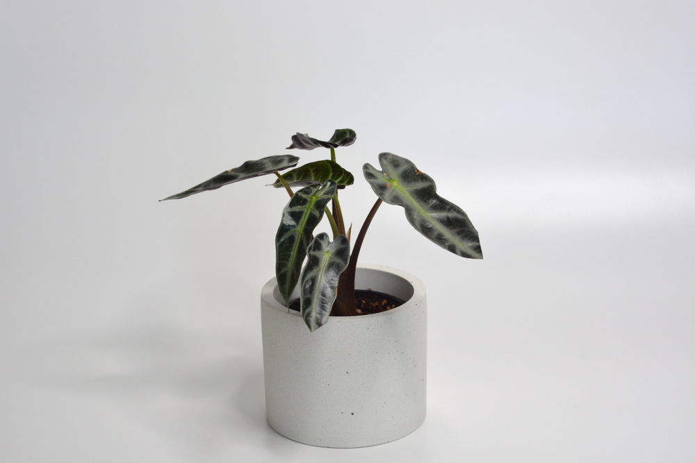 Алоказия Бамбино Эрроу / Alocasia Bambino Arrow