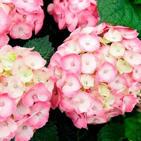 Гортензия крупнолистовая РЕМБРАНТ ДОЛЬЧЕ ЧИК (Hydrangea macrophylla 