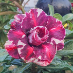 Адениум обесум 329 X98 Mutation