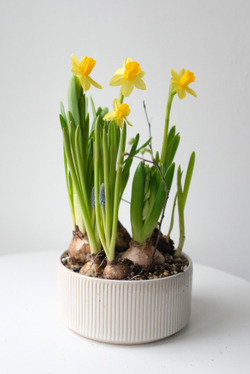 Композиция с первоцветами в вазе размер M