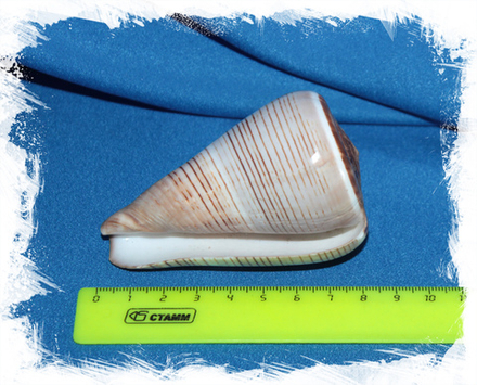 Конус фигулинус, 5-8см, 1шт