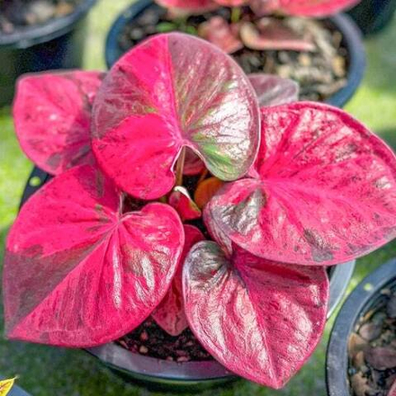 Каладиум PHIT CHOMPHU – PINK POISON