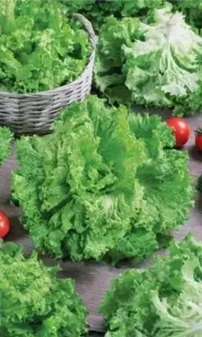 Семена Салат Урожайный 0,25 гр (УД) Е/П