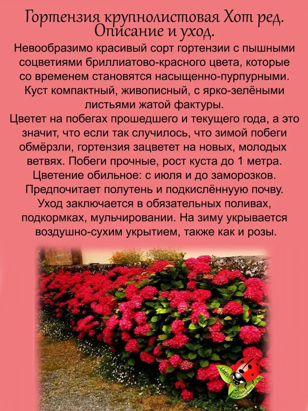 Гортензия Огненно красная Хот ред крупнолистная