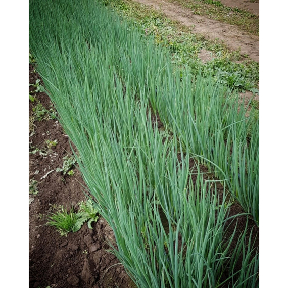 Капитал семена лука на перо (Гавриш) – фото 4