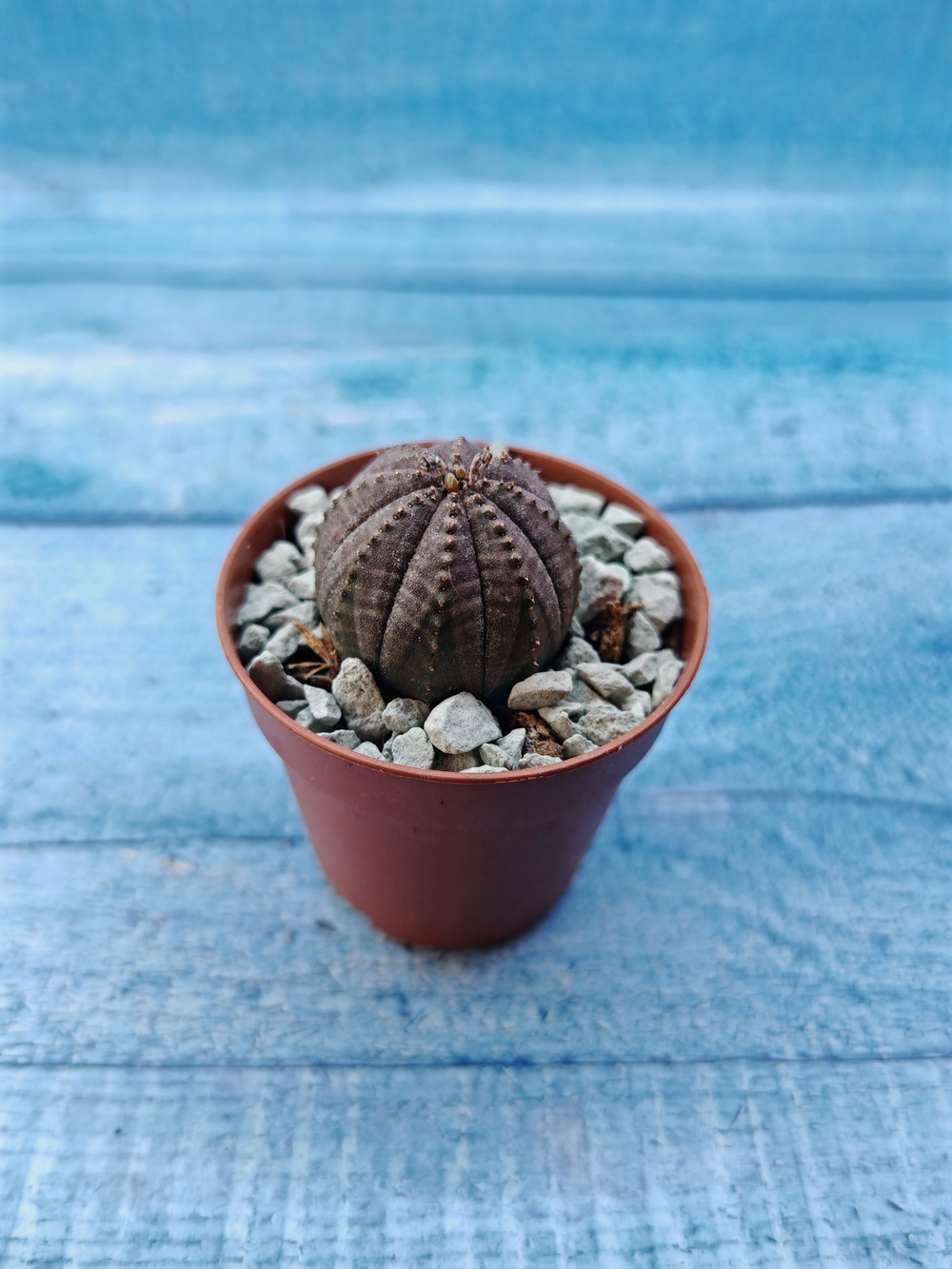 Euphoria Obesa (Эуфорбия)