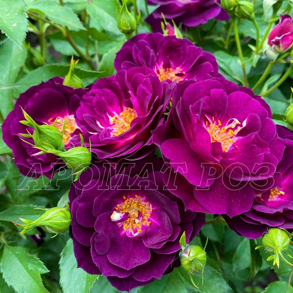 Миднайт Блю (Midnight Blue)