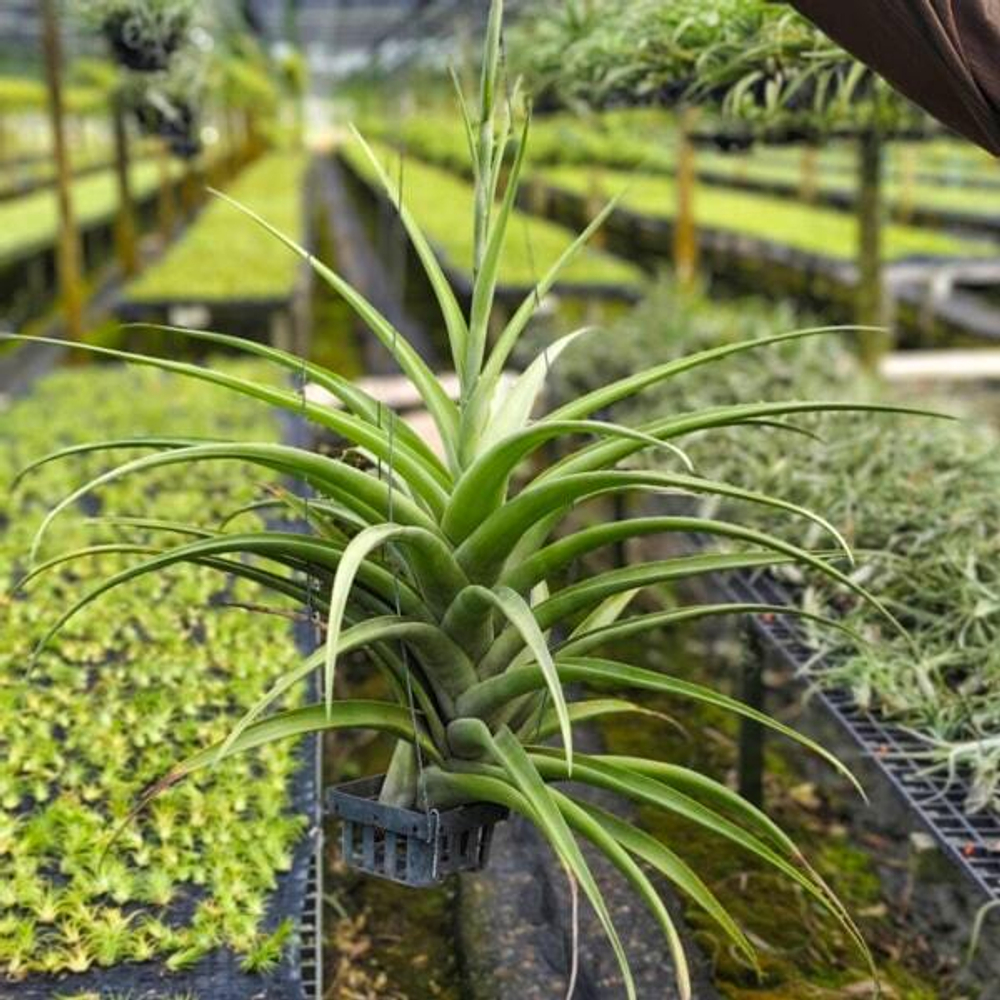 Тилландсия flexuosa v. vivipara CLUMP (T25)