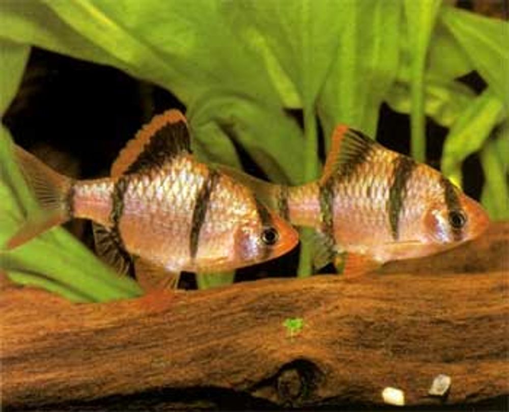 Барбус суматранский (код 9)  (Barbus tetrazona)