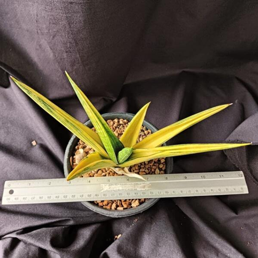 Сансевиерия BROCADE VAR