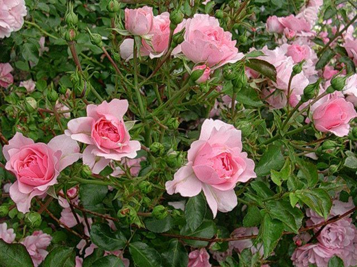 Роза канадская Ламберт Клосс С4 Закупка М43 июнь 2026