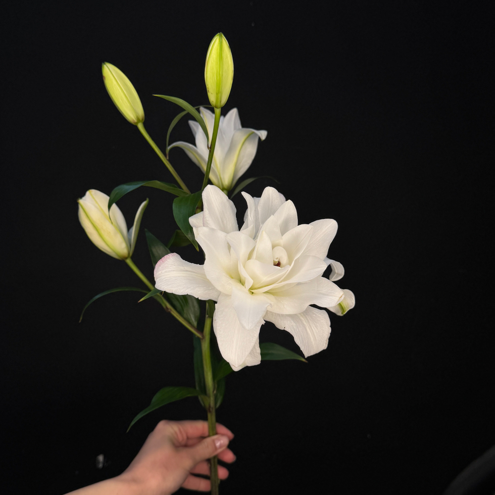 Лилия махровая Белая 80 см / 1 шт