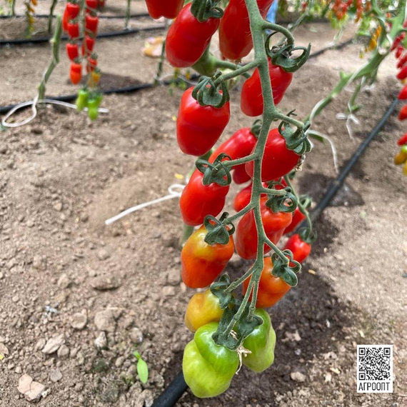 Идолини F1 семена томата индетерминантного (Rijk Zwaan / Райк Цваан) культура – фото 11