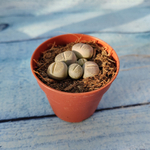Lithops sp. (Литопсы)
