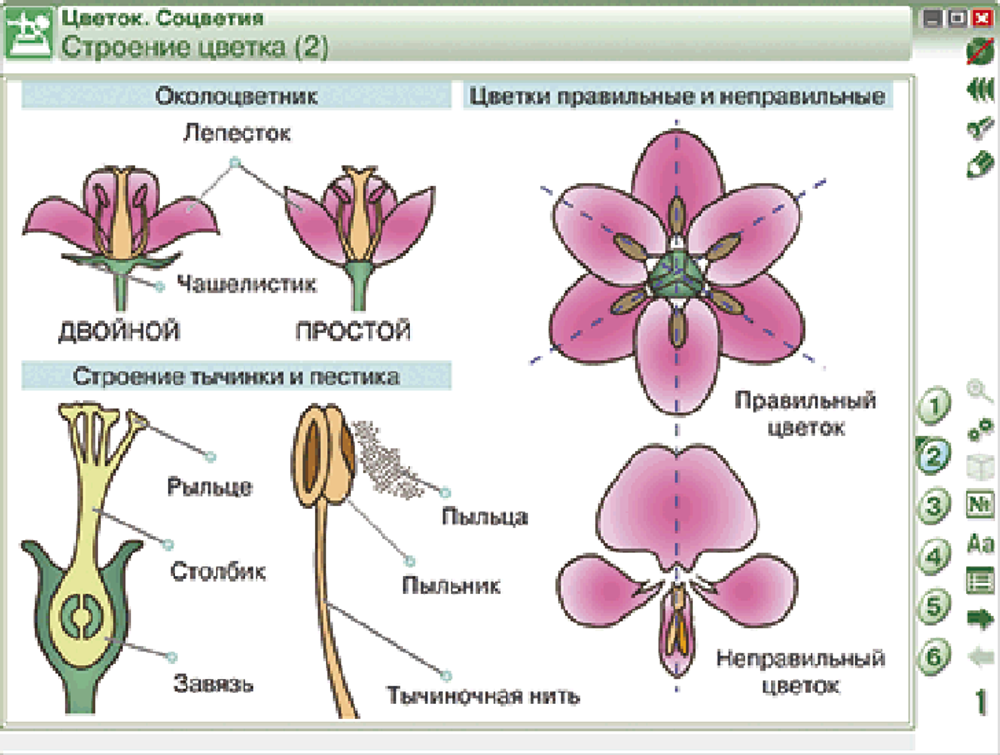 Наглядная биология. Растения. Грибы. Бактерии