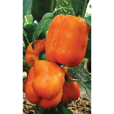 Семена Перец сладкий Гигант оранжевый F1 (УД) Е/П