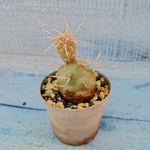 Tephrocactus Articulatus Papyracanthus (Тефрокактус)