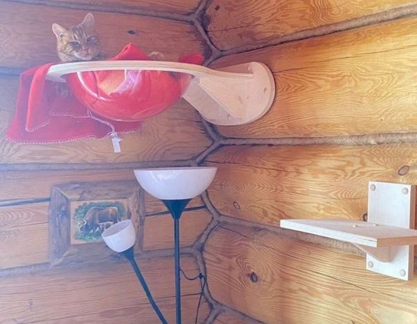 Кошки и личное пространство