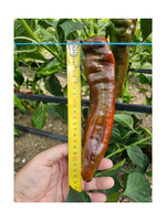 Веридор F1 семена перца ( Yuksel Tohum / )