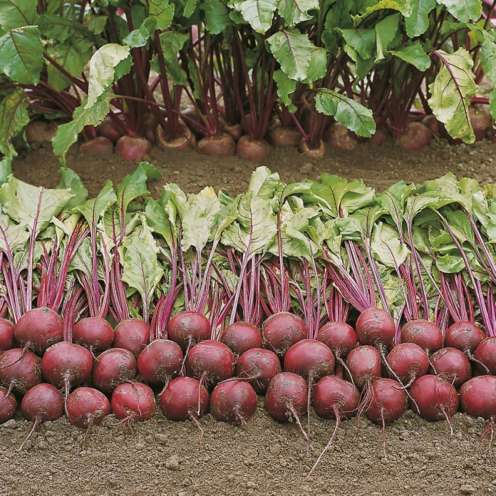 Cемена свеклы столовой Пабло F1,  Bejo,  1 гр.