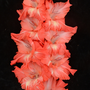 Гладиолус крупноцветковый Профессионал