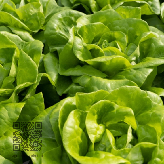 Треслия_семена_салата_качанного_маслянистого_Rijk_Zwaan_опт – фото 3