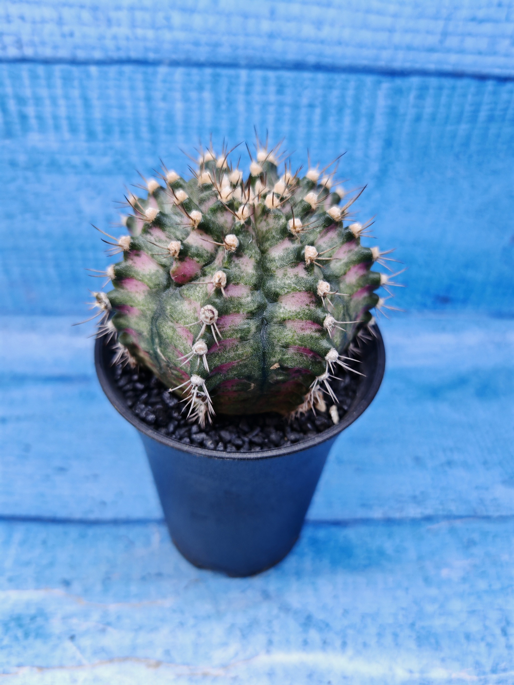 Gymnocalycium T-Rex Pink hybride (Гимнокалициум T-rex)