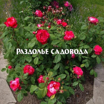 Роза английская Бенджамин Бриттен