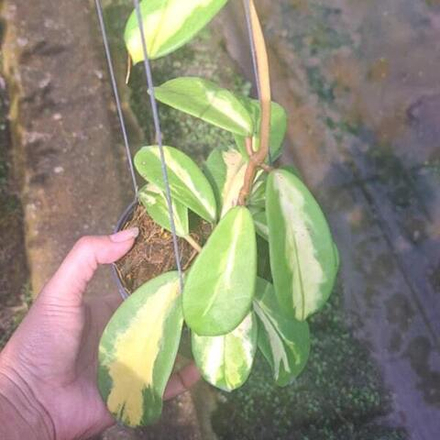 Хойя DIVERSIFOLIA MAHARANI