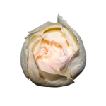 Крим Пьяже (Cream Piaget) — элегантная пионовидная душистая роза