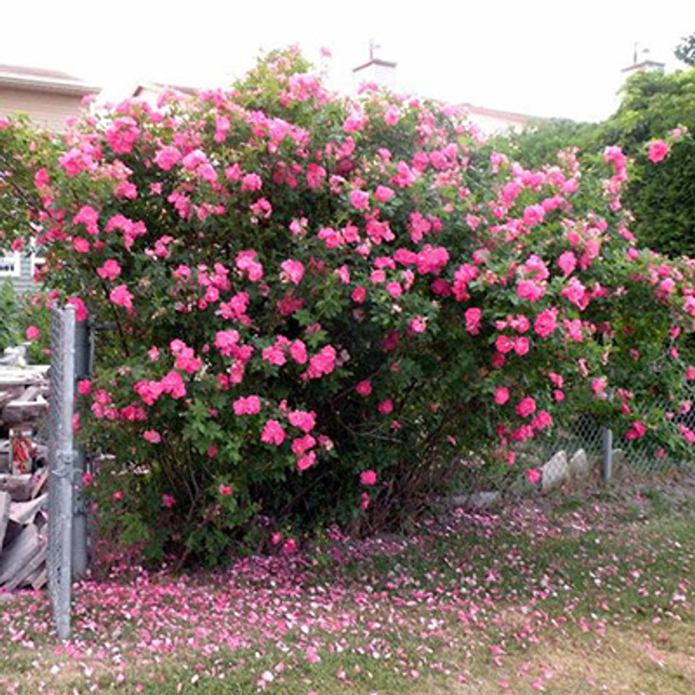 Роза канадская Джон Кэбот С4 Закупка М43 июнь 2026