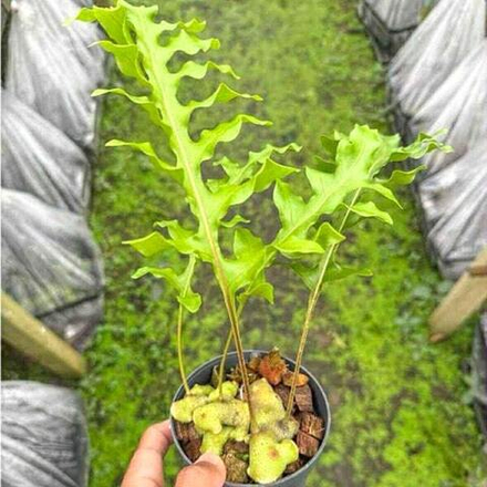 Леканоптерис L.TATSUTA