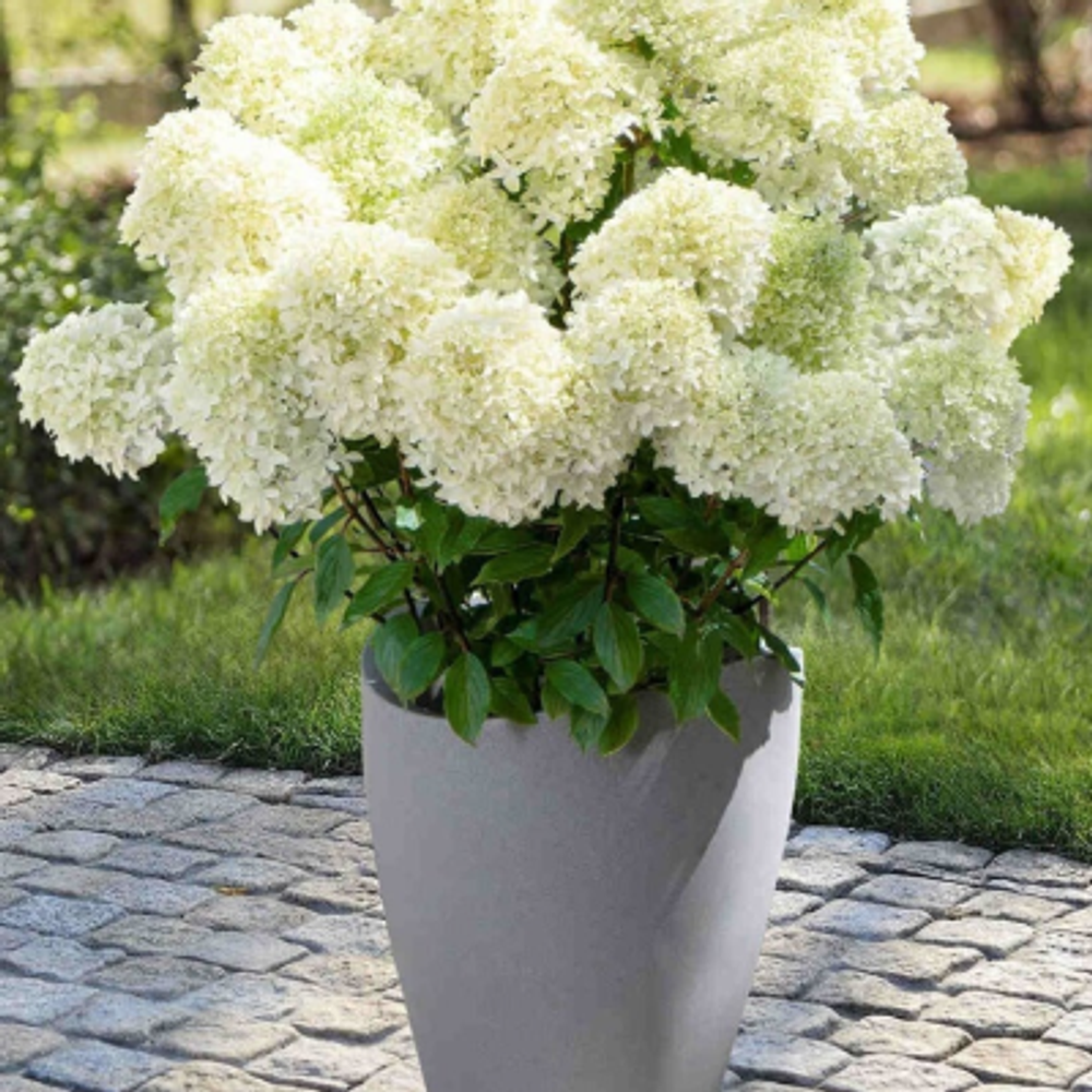 "Вайтлайт" Гарденлайт ("Whitelight" Gardenlight ) май-июнь 2025 г.