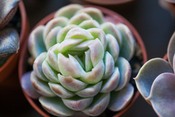 Эхеверия Изящная