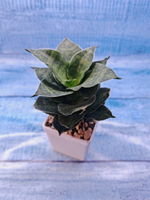 Sansevieria Mahanakorn (Сансевиерия)