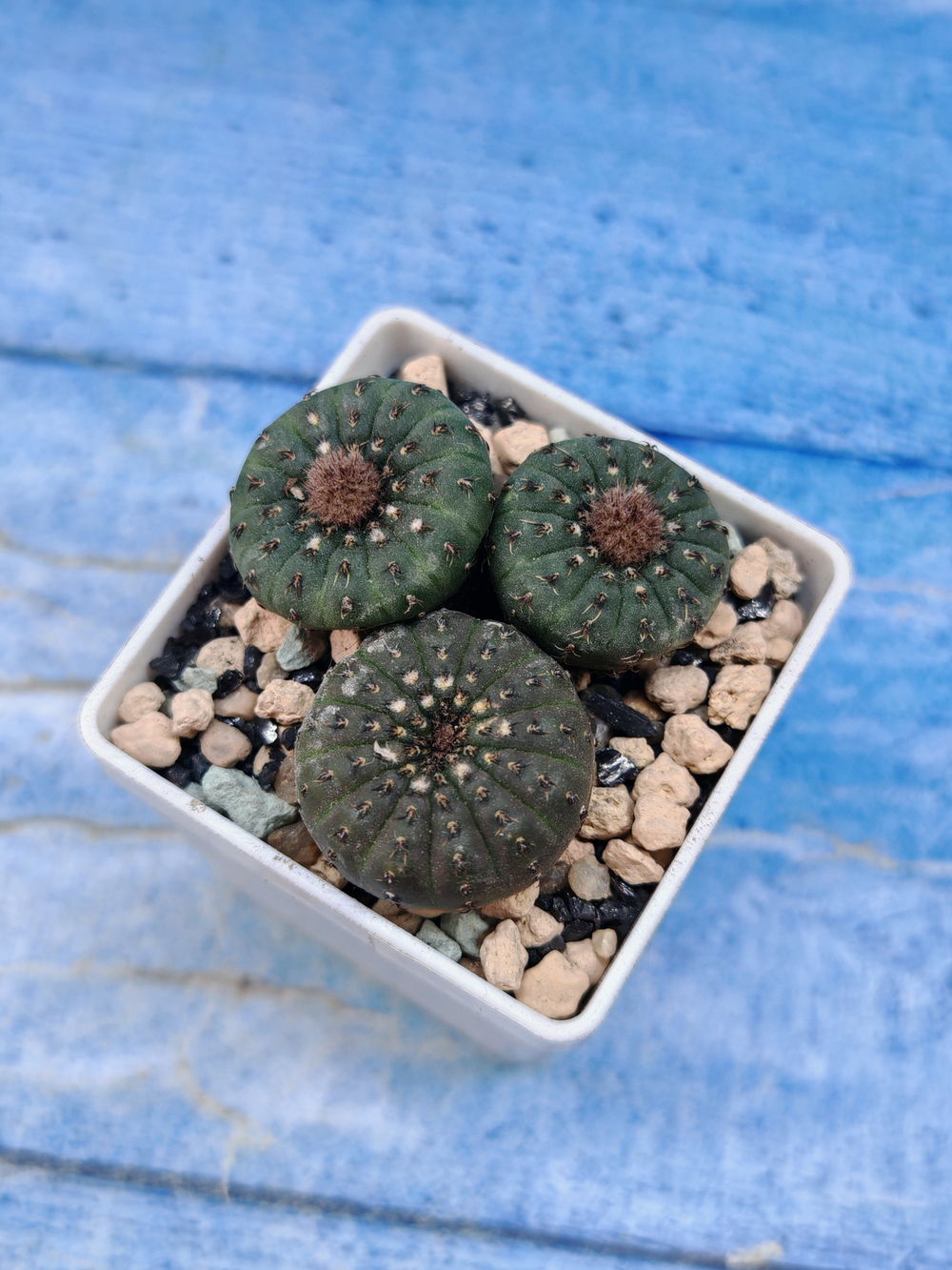 Frailea Castanea (Фрайлея)