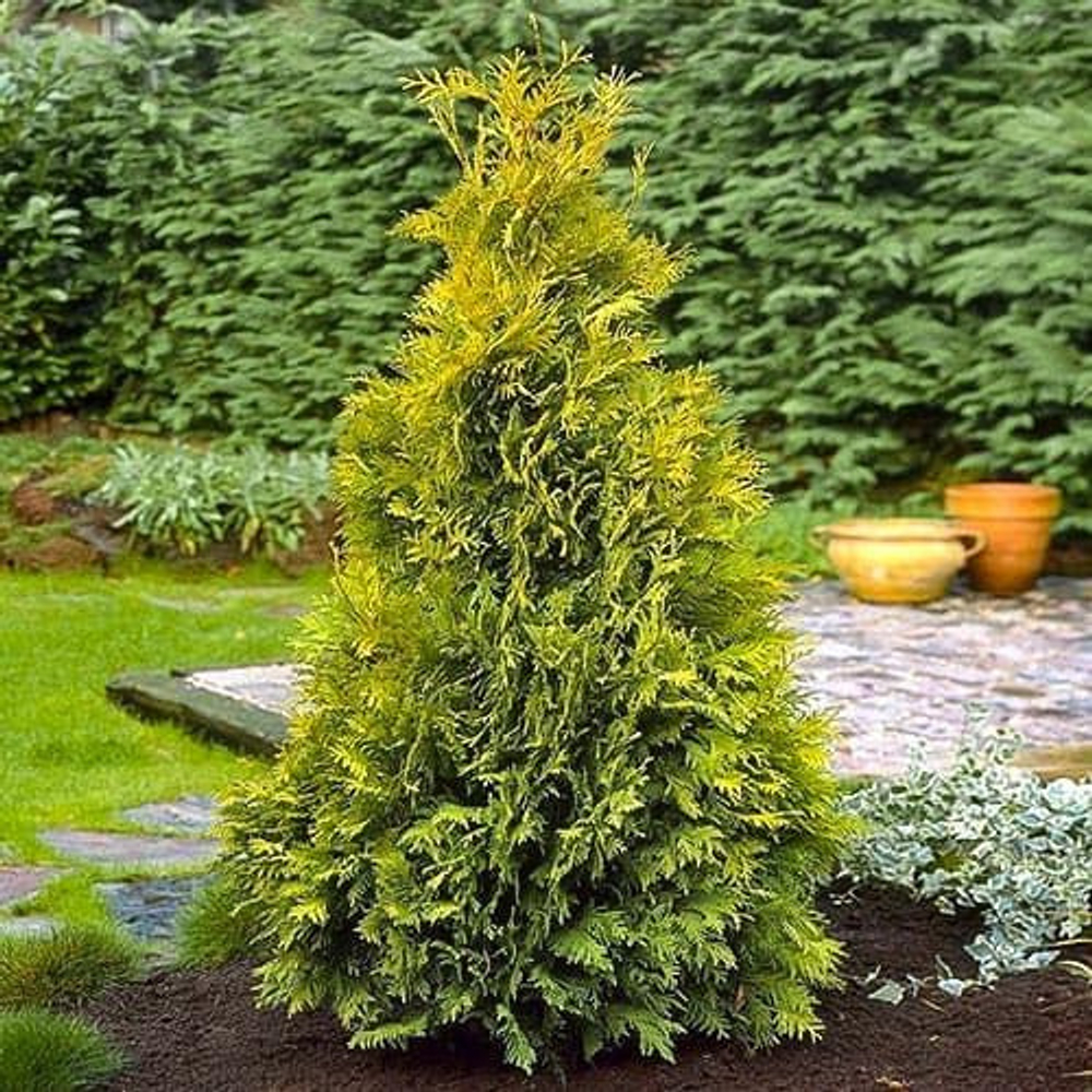 Туя западная Еллоу Риббон (ком) 240-260