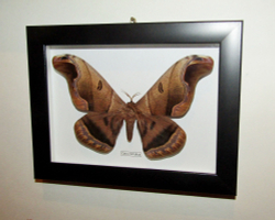 Бабочка Caio romulus в рамке