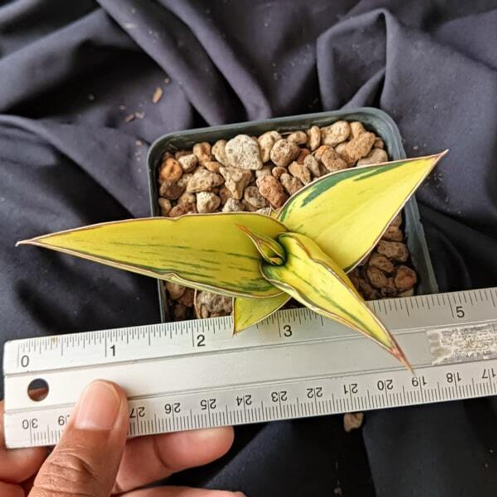 Сансевиерия SRIKATON