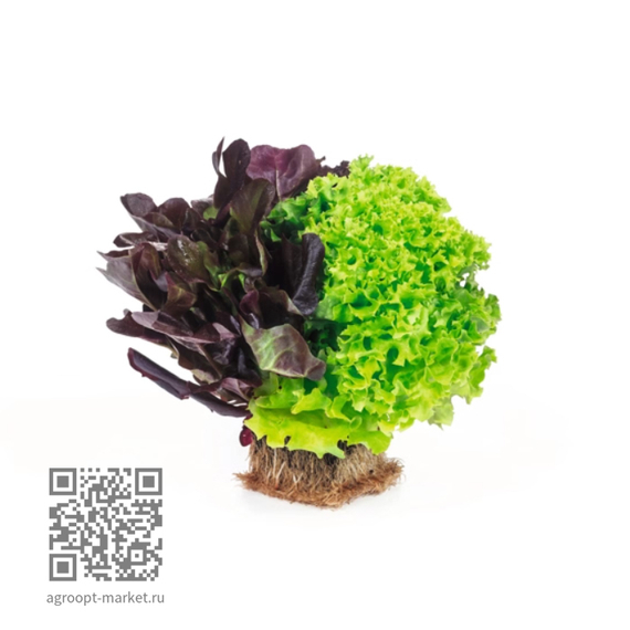 Ксодос_семена_салата_дуболистного_Rijk_Zwaan_оптом – фото 3