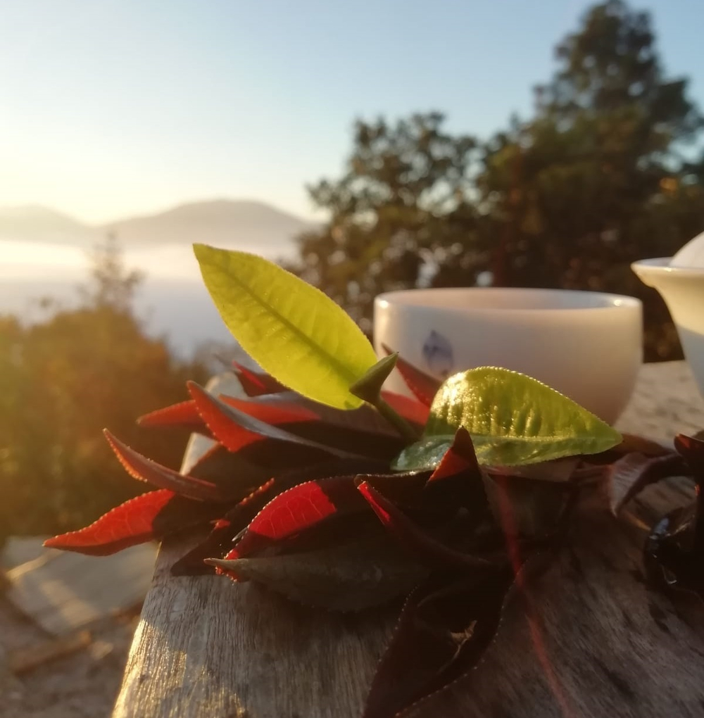 620002 Чай прессованный зеленый Пуэр Шэн "Сэнчжун, Фиолетовый Шэн, Цзинмайшань", мини бин 200г