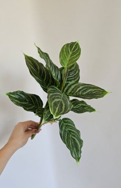 Аглаонема / Арт 6214