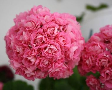3012 Пеларгония Swanland Pink (Australien Rose)