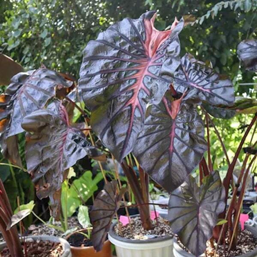 Колоказия PSYLOCKE