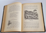 "Из родной природы". Д.Н.Кайгородов. 1907г.