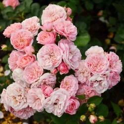 Роза Байландо С7 Закупка М57 июнь 2026