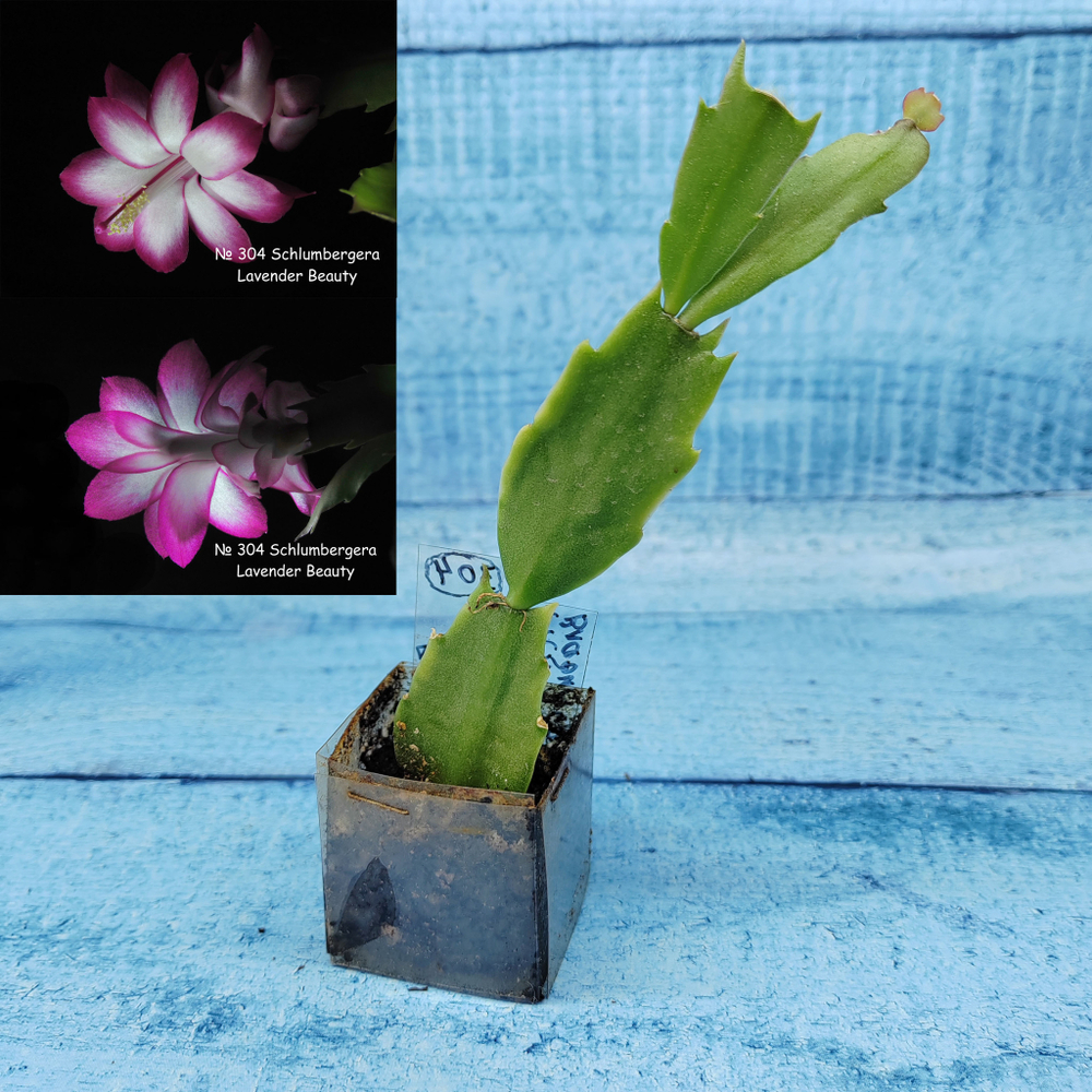Schlumbergera Lavender Beauty (Декабрист)